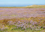 ansichtkaarten Texel