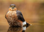 ansichtkaarten roofvogels en uilen