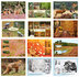 Veluwe ansichtkaarten set