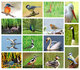 ansichtkaarten vogels