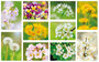 bloemen kaarten