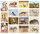 Dieren kaarten | ansichtkaarten Afrikaanse dieren