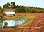 Veluwe ansichtkaarten