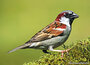 Dieren kaarten