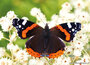 Dieren kaarten