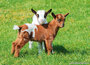 Dierenkaarten
