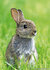 Dierenkaarten