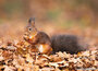 Ansichtkaarten set dieren