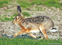 Ansichtkaarten set dieren
