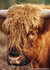Ansichtkaarten set dieren