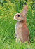 Ansichtkaarten set dieren