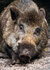 Ansichtkaarten set dieren