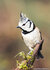 Ansichtkaarten vogels
