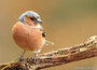 Ansichtkaarten vogels