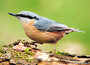 Ansichtkaarten vogels