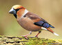 Ansichtkaarten vogels