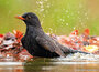 Ansichtkaarten vogels