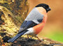 Ansichtkaarten vogels