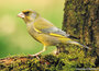 Ansichtkaarten vogels