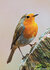 Ansichtkaarten vogels