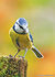 Ansichtkaarten vogels