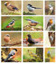 Ansichtkaarten vogels