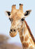  ansichtkaarten Afrikaanse dieren