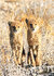  ansichtkaarten Afrikaanse dieren