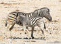  ansichtkaarten Afrikaanse dieren