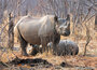  ansichtkaarten Afrikaanse dieren