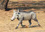  ansichtkaarten Afrikaanse dieren