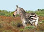 ansichtkaarten Afrikaanse dieren