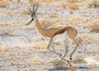  ansichtkaarten Afrikaanse dieren