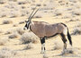  ansichtkaarten Afrikaanse dieren