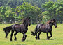 paarden ansichtkaarten