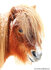 paarden kaarten