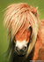 paarden kaarten