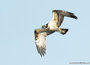 Roofvogels ansichtkaarten