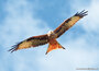 Roofvogel ansichtkaarten