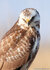 Roofvogels ansichtkaarten
