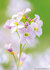 ansichtkaarten bloemen