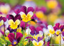 ansichtkaarten bloemen