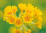 ansichtkaarten bloemen