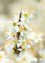 ansichtkaarten bloemen