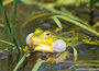 ansichtkaarten natuur | natuur kaarten