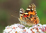 ansichtkaarten natuur | natuur kaarten