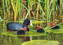 ansichtkaarten natuur | natuur kaarten