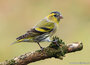 ansichtkaarten natuur | natuur kaarten