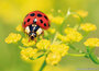 ansichtkaarten natuur | natuur kaarten