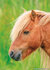 paarden ansichtkaarten